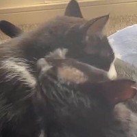 グルーミングをし合う2匹の猫を見ていたら…微笑ましすぎる展開に「ニンマリしてしまった」「何度も見てしまう」「可愛くてうるっときた」の声