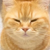 眠そうにしている猫に『ごはん』と言ってみた結果…まさかの可愛すぎる反応が124万再生「最強の言葉」「ちゃんと理解してるよね」