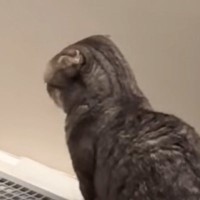 猫が犬といっしょに育った結果……犬のような行動をとり始める『まさかの光景』が65万再生「周りの環境ってすごいよね」「初めて見た」