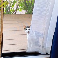『雨宿りをしていた野良猫』と仲良くなっていって…家の中に入りたがるのでいれてみた結果→心温まる光景が65万再生「前世からの繋がりかも」