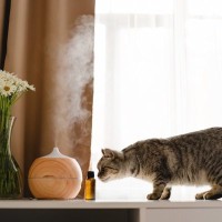 猫がいる家で『アロマ』が絶対NGな理由3つ　知っておくべき危険性と対処法も解説