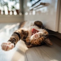 猫の『あくび』に隠された理由6つ　ただの眠気ではない？愛猫の心理や体調サインも解説