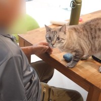 お家にやって来たおじいちゃんに……警戒心の強い猫が見せた『まさかの行動』に「メロメロで笑った」「お爺様の優しい雰囲気が良いのかな」と反響