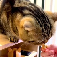 ４歳の誕生日を迎えたネコ→マグロのおやつをあげようとしたら…パパに降りかかった『思わぬハプニング』に「名誉の負傷」「笑った」と反響