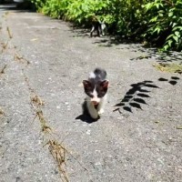 『山に捨てられていた』ガリガリの子猫が保護された結果…思わず涙が出るエピソードに反響「絶対幸せになって」「放ってはおけないね」