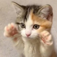 小さな子猫が立ち上がったかと思ったら…次の瞬間→とんでもなく可愛いしぐさに「ずっと見ていたい」「キュンキュンした」と悶絶する人が続出