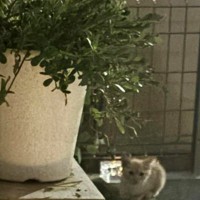『家の外で佇んでいた子猫』と目が合って…窓を開けてみた結果→まさかの展開が素敵すぎると40万再生「いいお家を選んだねｗ」「NNNだね」