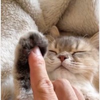 眠っているネコの『肉球』をぷにぷにと触ってみたら…とてつもなく尊い『赤ちゃんのような反応』に１万いいね「たまらなく可愛らしい」「泣きそう」