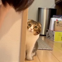 友達の家で『浮気』をして帰ると、２匹のネコが…すねた結果見せた『露骨な態度の違い』に反響「大好きなんだね」「バレるスピードがｗｗ」