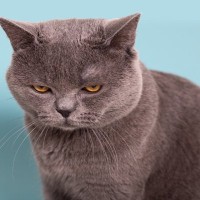 猫が『しかめっ面』をしているときの心理4選　怒っているわけではない？意外な理由を解説