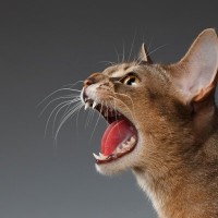 猫がいつもより『おしゃべり』なときの理由3選　愛猫が伝えたいサインと飼い主の応え方