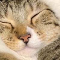 ふと仲良しな兄妹猫の様子を見てみると…思わぬ『フォルム』と『尊すぎる光景』に２万いいね「きゃーずっと見ていたい」「きれいに収まってるｗ」