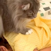 朝、２人姉妹を起こしてくれる猫→お姉ちゃんがなかなか起きなくて…あたかも母親のような『方法を変える様子』に「素晴らしい」と称賛の声
