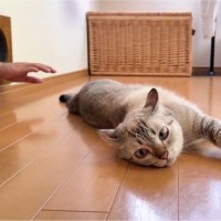 くつろいでいる猫→後ろの穴から出てきた『手』に気が付くと…可愛すぎるリアクションに７万いいね「ホラー映画より怖いｗ」「ビックリしてるｗ」
