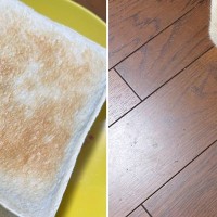 トーストを見ていたら、似ているなと思って…猫のことを上から見てみると→そっくりすぎる模様に２万いいね「ちょうど美味しそうな焦げ具合」