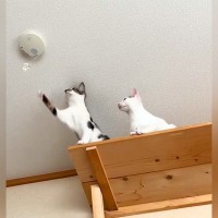 キャットウォークの幅を増やした結果→猫の前足が『火災報知器』に届いてしまい、次の瞬間…『まさかの光景』に爆笑「安全確認は大事だにゃ」