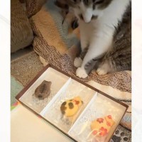 3種類の猫型クッキーを愛猫に見せてみると…まさかの行動が賢すぎると26万再生「思わず凄いって声が出た」「仕草が可愛い」と反響