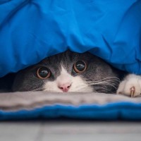 猫に『ウソ』をつくと起こりうるトラブル3つ　愛猫との関係が壊れてしまうかも…