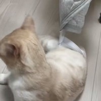 ゴムに引っかかってしまった猫→歩き出したかと思ったら…思わぬハプニングが66万再生「ンニャッが可愛すぎる」「気付いたら永遠に見てたｗ」