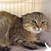 素手で撫でられない保護猫→愛情を与え続けた結果…思わず感動する『まさかの展開』に反響「声と顔のギャップｗｗ」「気持ち伝わるんだね」