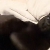 黒猫が『好きな人』と『嫌いな人』に触られた結果…あからさま過ぎる態度の違いに爆笑する人が続出「わかりやすいｗ」「ウケるｗ」