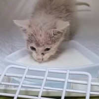 鳥に襲われていた子猫を保護→お風呂に入れると、『灰色の見た目』が…劇的なビフォーアフターに感動「めっちゃ可愛くなった」「奇跡の美ニャン」