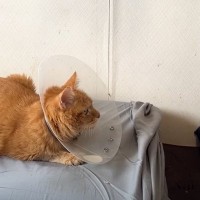 引退したボス猫、３年ぶりに『恩人』と再会した結果…涙せずにはいられない『元ボス猫のリアクション』に反響「あぁ泣ける」「目の輝きが違う」