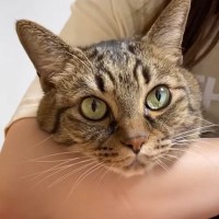 『妻の妹に名前を間違えられて…』ネコが見せた驚きのリアクションが52万再生「ちゃんと理解してるｗ」「すかさず突っ込んでるｗ」と爆笑の声