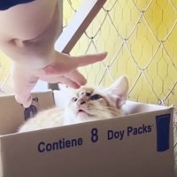 『傷だらけでボロボロの子猫』を緊急で保護したら…３日目に見せた『まさかの瞬間』に感動の声「愛情が伝わったんだね」「本当に良かった」