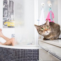猫が『お風呂を覗いてくる』3つの心理　なぜ気になるの？起こりうるトラブルと対策も紹介