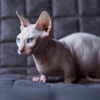 「SNS映えする」バンビーノ猫の繁殖に、保護団体が警鐘を鳴らす　英国