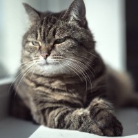 38歳まで生きた猫Creme Puff　長寿の秘密は「ワイン」や「映画」？　米国