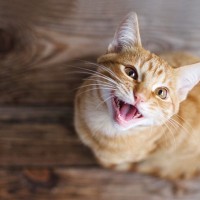 猫が飼い主の足元を『ウロウロ』する心理5つ　何気ない行動に隠れている愛猫からのメッセージとは