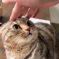噛んできた猫に『痛いよ』と注意→『立ち去った』と思ったら…可愛すぎる行動が260万再生「ストップリセットされてて笑う」「謎かわいいｗ」