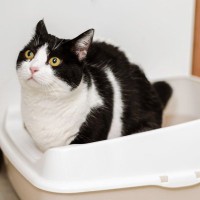 猫にとって大切な『トイレのルール』4選　意外なこだわりや飼い主が配慮してあげたいこと