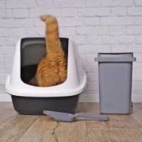 猫と暮らす『ペット可物件』で起こりがちな3つのトラブル　快適な生活を送るために心得ておくべきこと