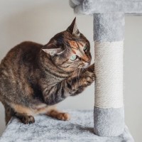 猫を迎える前に『揃えておきたいアイテム』9選　あると便利な理由や使い方のコツもご紹介