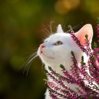 『白猫』ってどんな性格なの？4つの魅力　特徴や飼うときの注意点も紹介