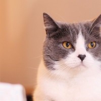 『あまり鳴かない』と言われている猫種3選　性格や魅力、飼い方のコツもご紹介
