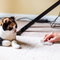 猫が『粗相・嘔吐』をしたときの掃除テクニック4つ　ニオイやシミを残さないための工夫をご紹介