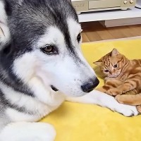 遊び疲れて眠たそうな大型犬→そばに赤ちゃんネコが寝転んで…一緒に遊びたくて見せた『健気な行動』に「尊い」「たっぷり癒やされた」と反響