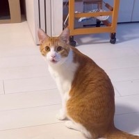 猫に呼ばれてついて行ってみた結果…テレビの前で見せた『可愛すぎるおねだりの様子』が49万再生「すごい賢い」「お喋りが上手」と反響