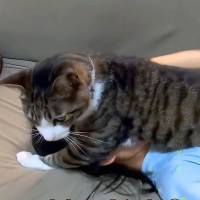 ソファで女の子の顔に乗る猫→攻撃しあっているけれど、ケンカではないようで…愛しかない『いつもの風景』が話題「寝技ガッチリ決まってるｗ」