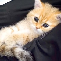 しょんぼりとした様子の赤ちゃん猫を『膝の上』に乗せてみたら…とんでもなく尊い『赤ちゃんのような光景』に「愛らしい」「なんて可愛さ」と絶賛