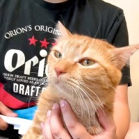 朝６時に起こしてきた猫→寝るまでの行動に密着してみたら…予想以上に『愛おしい日常』が156万再生「なんだ、天使か」「ものすごい満足感」