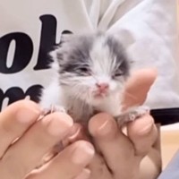 獣医に『厳しい』と告げられてしまった衰弱した子猫→諦めずにお世話し続けた結果…現在の様子に涙が出ると132万再生「号泣」「素敵すぎる」