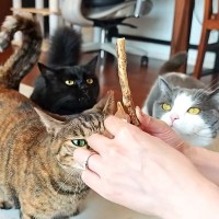 ４匹のネコたちを『たくさんほめて育てた』結果…愛情がこもった『尊い恩返し』が素敵だと話題「甘え方たまらない」「いつまでも見てられる」