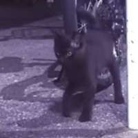 飢えを凌ぐために『虫を食べていた』子猫が保護された結果…子猫が見せた行動に涙が止まらないと39万再生「泣ける」「たくさん幸せを感じてね」