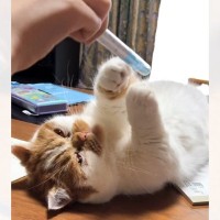 宿題休憩中の娘に遊んでもらうネコを見ていると…まさかの展開が可愛すぎると350万再生「え、噓やんｗ」「とっても平和で感動した」と大反響