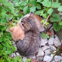 10年前、アパートの隙間で身を寄せ合う２匹の子猫を発見→放っておけず…人生を変えた『素敵な決断』に感動「幸せを感じる」「間違ってないよ」